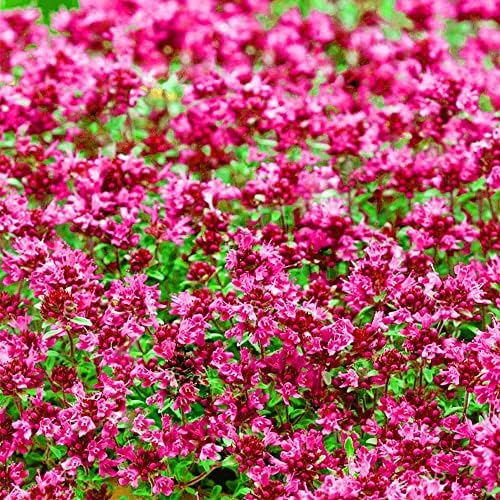 Close-up of Wivolibe creeping thyme leaves with silvery scent.