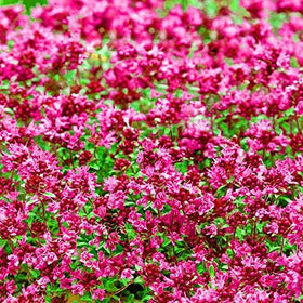 Close-up of Wivolibe creeping thyme leaves with silvery scent.