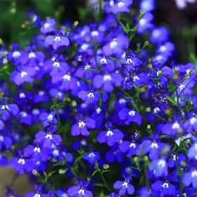 Wivolibe creeping thyme seeds on patio edge, resilient stepping stone companion.
