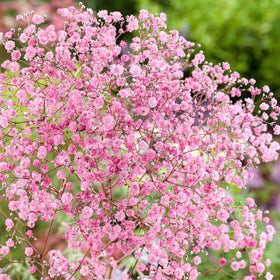 Wivolibe cut-flower display with airy, romantic appeal