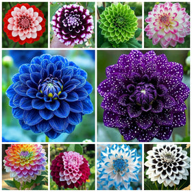 Wivolibe 300+ mix dahlia seeds seed pack ready for sowing in sunny borders for vibrant color.