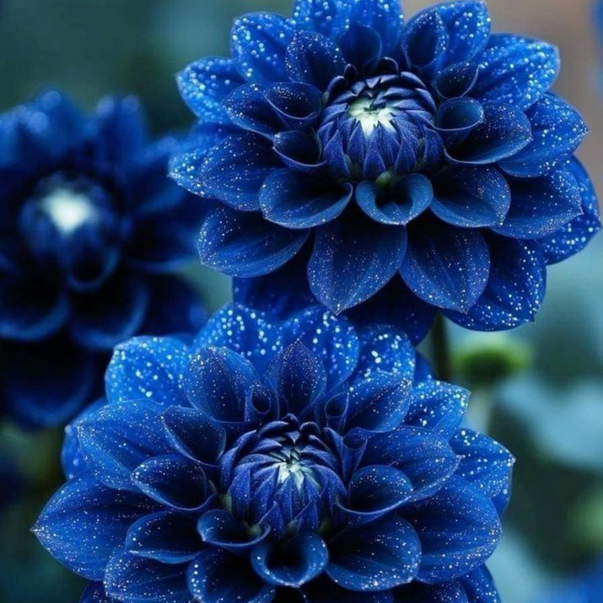 Wivolibe dahlia seeds strong stems for dramatic borders.