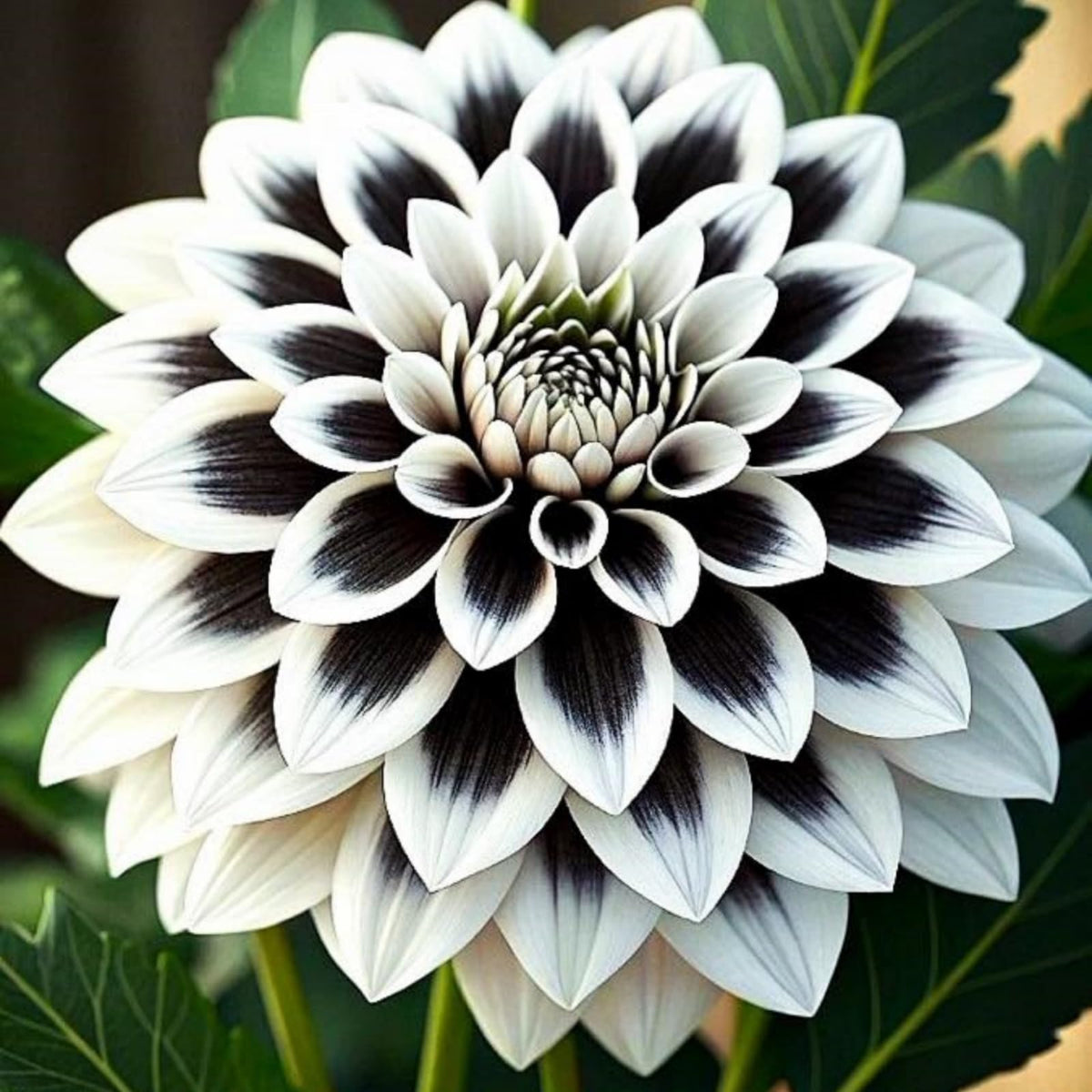 Wivolibe dahlia seeds transplantation into pots for ready plants.