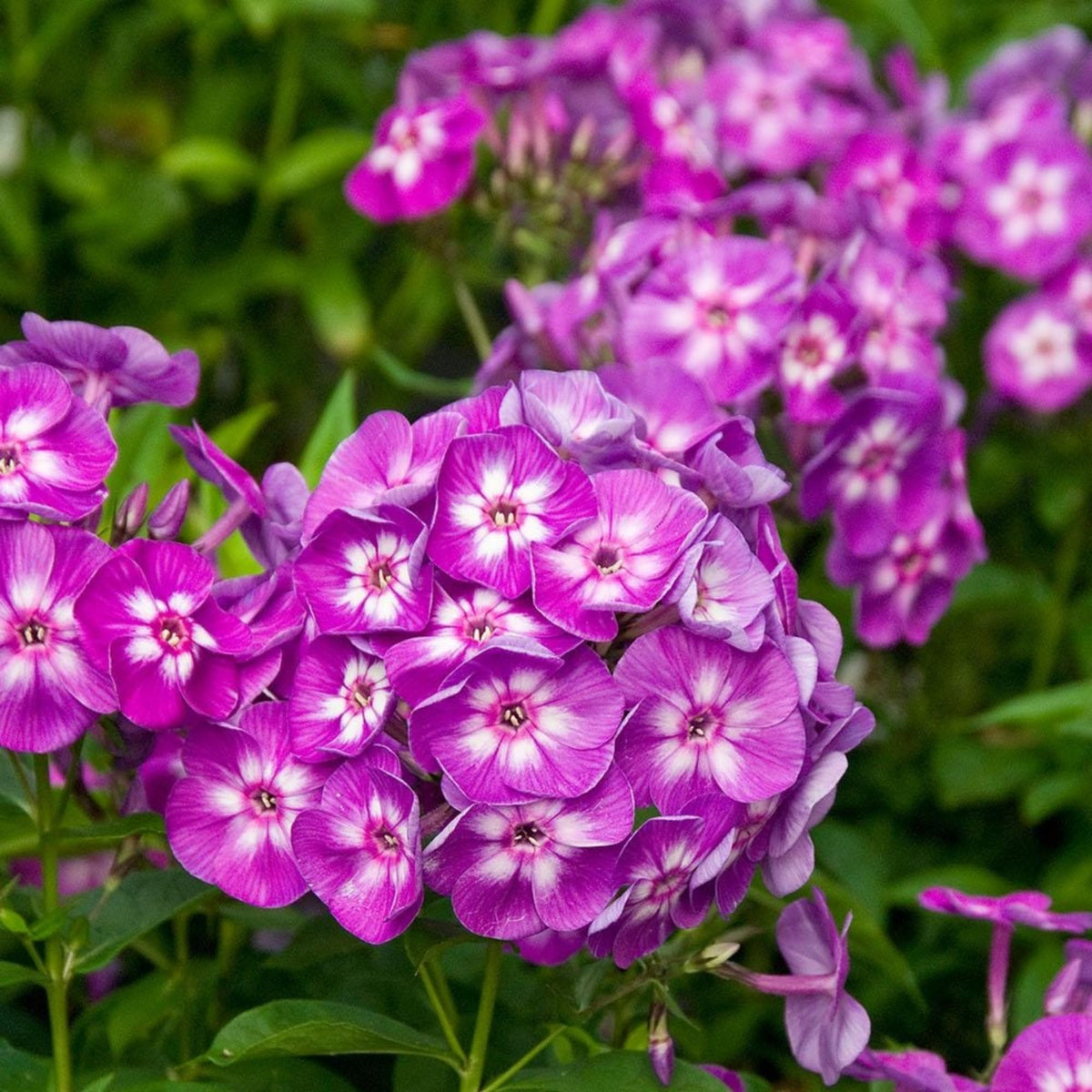Wivolibe phlox demonstrating deer resistance and drought tolerance in beds