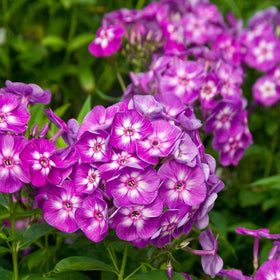 Wivolibe phlox demonstrating deer resistance and drought tolerance in beds