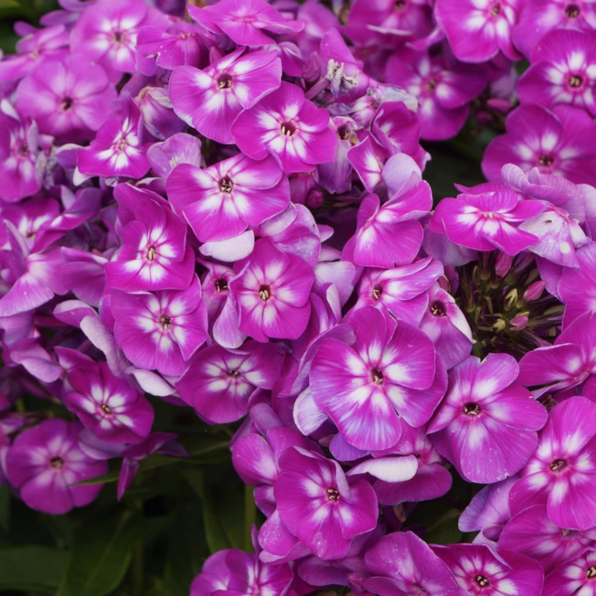 Wivolibe deer-resistant phlox stands up to sunlit borders.