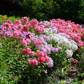Wivolibe phlox is deer-resistant and drought-tolerant for resilient borders