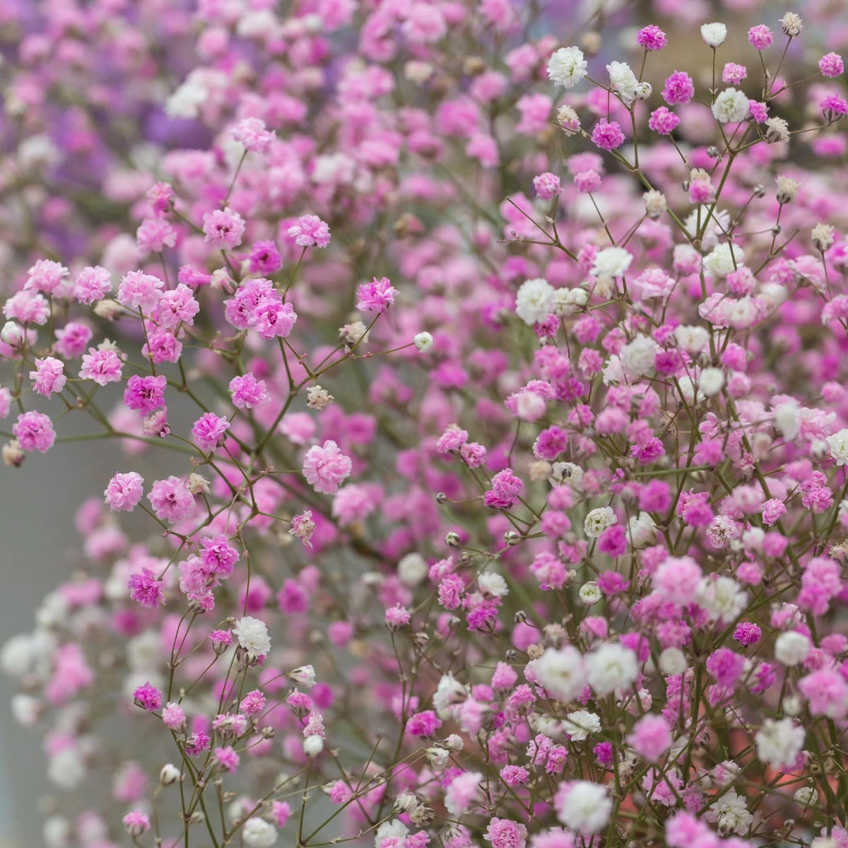 Wivolibe delicate Baby's Breath flowers for bouquets