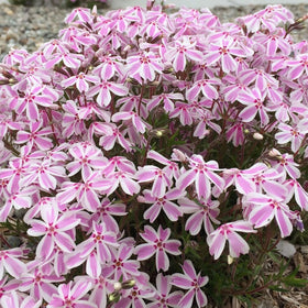 Wivolibe dense fragrant phlox blooms in a garden bed.