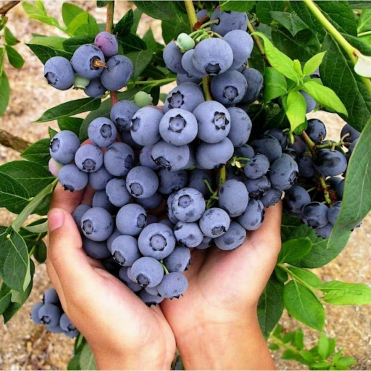 Wivolibe dwarf blueberry bush in spring bloom promising ornamental value and fruit.