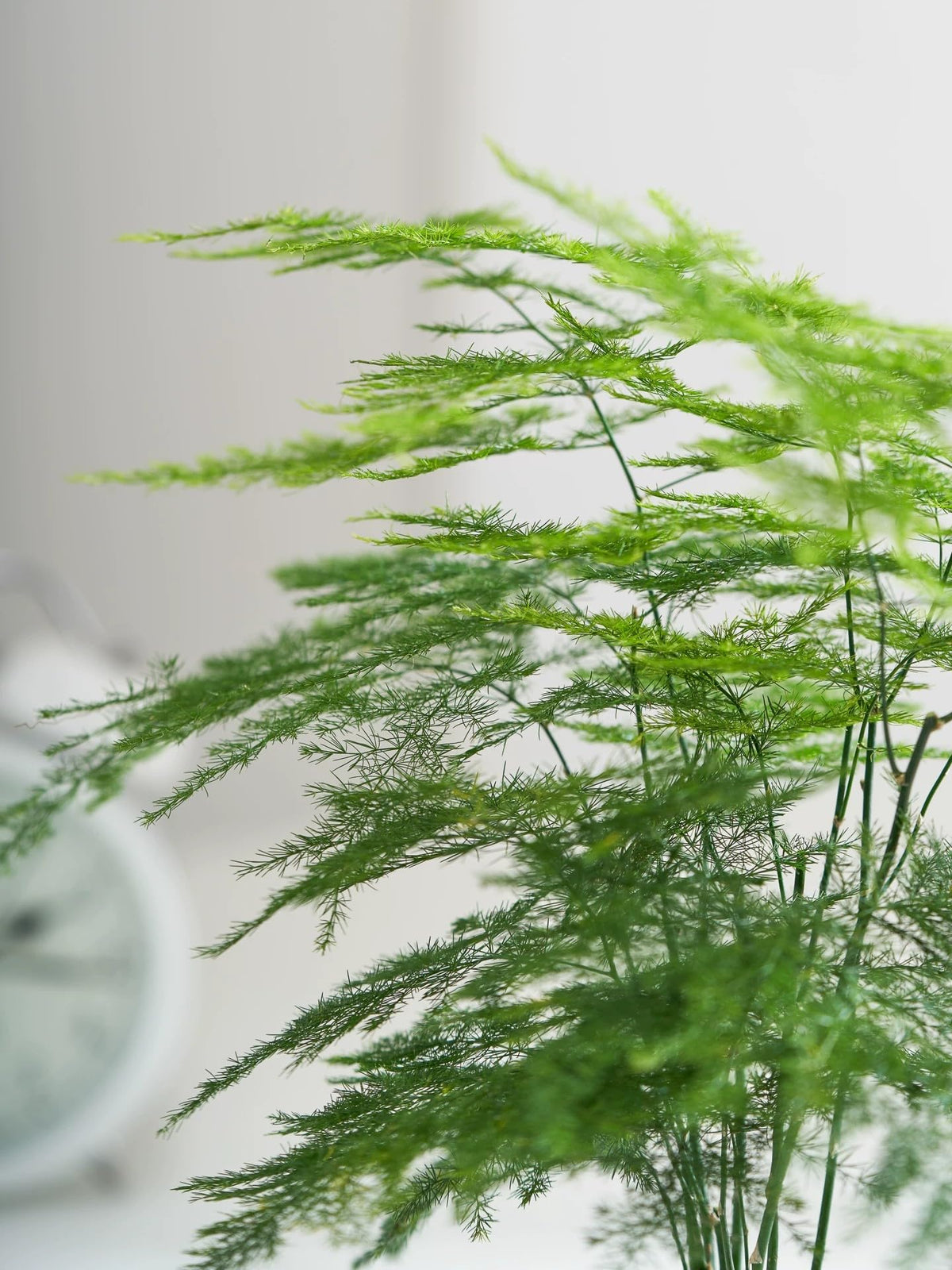 Wivolibe Dwarf Lace fronds on mature Nanus plant offer soft texture and visual airflow