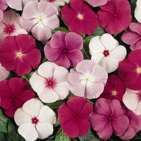 Wivolibe dwarf periwinkle ground cover seedlings for sunny beds.