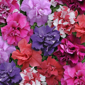 Wivolibe Dwarf Wave Petunia blooms in a garden bed