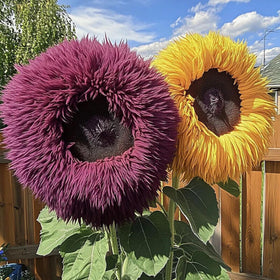 Wivolibe easy-care sunflowers thrive in full sun with minimal water.