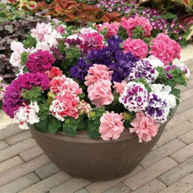 Wivolibe Easy planting with peat moss for germination