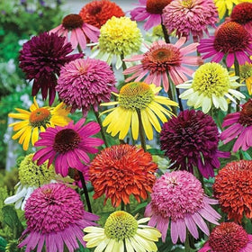 Wivolibe echinacea bloom image showcasing vibrant flowers for pollinators