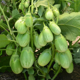 Wivolibe eggplant seeds for compact gardens with quick germination.