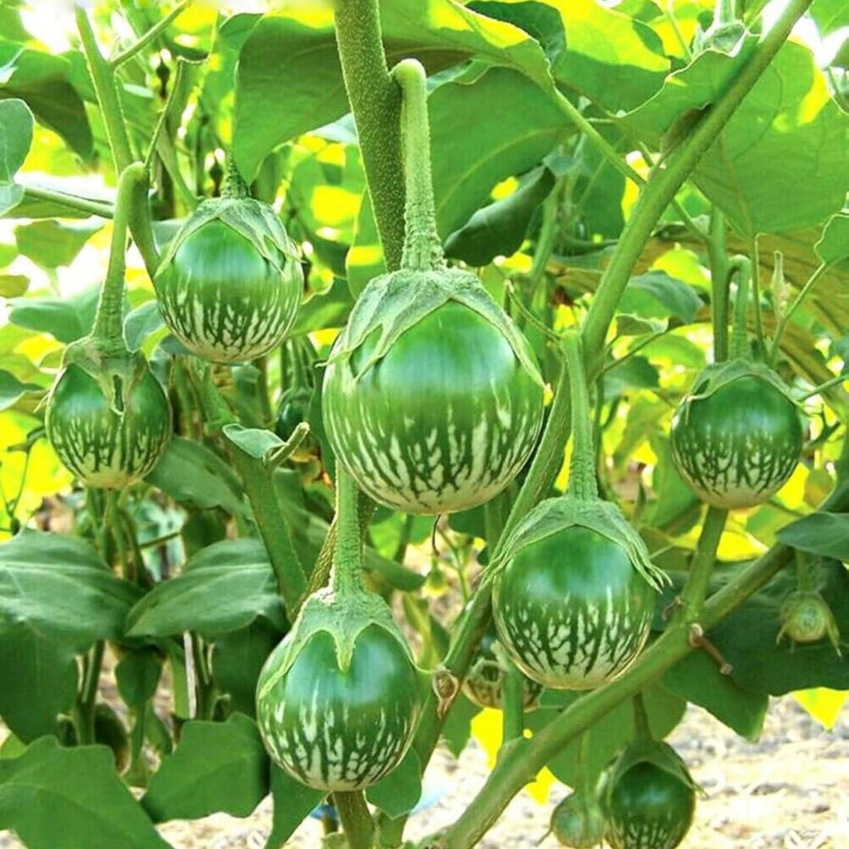 Wivolibe eggplants growing on vines, ideal for tropical plots.