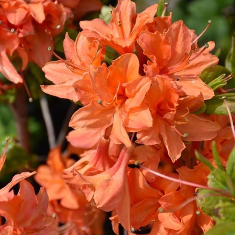 Wivolibe evergreen azalea foliage provides year-round garden interest