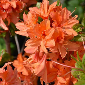 Wivolibe evergreen azalea foliage provides year-round garden interest