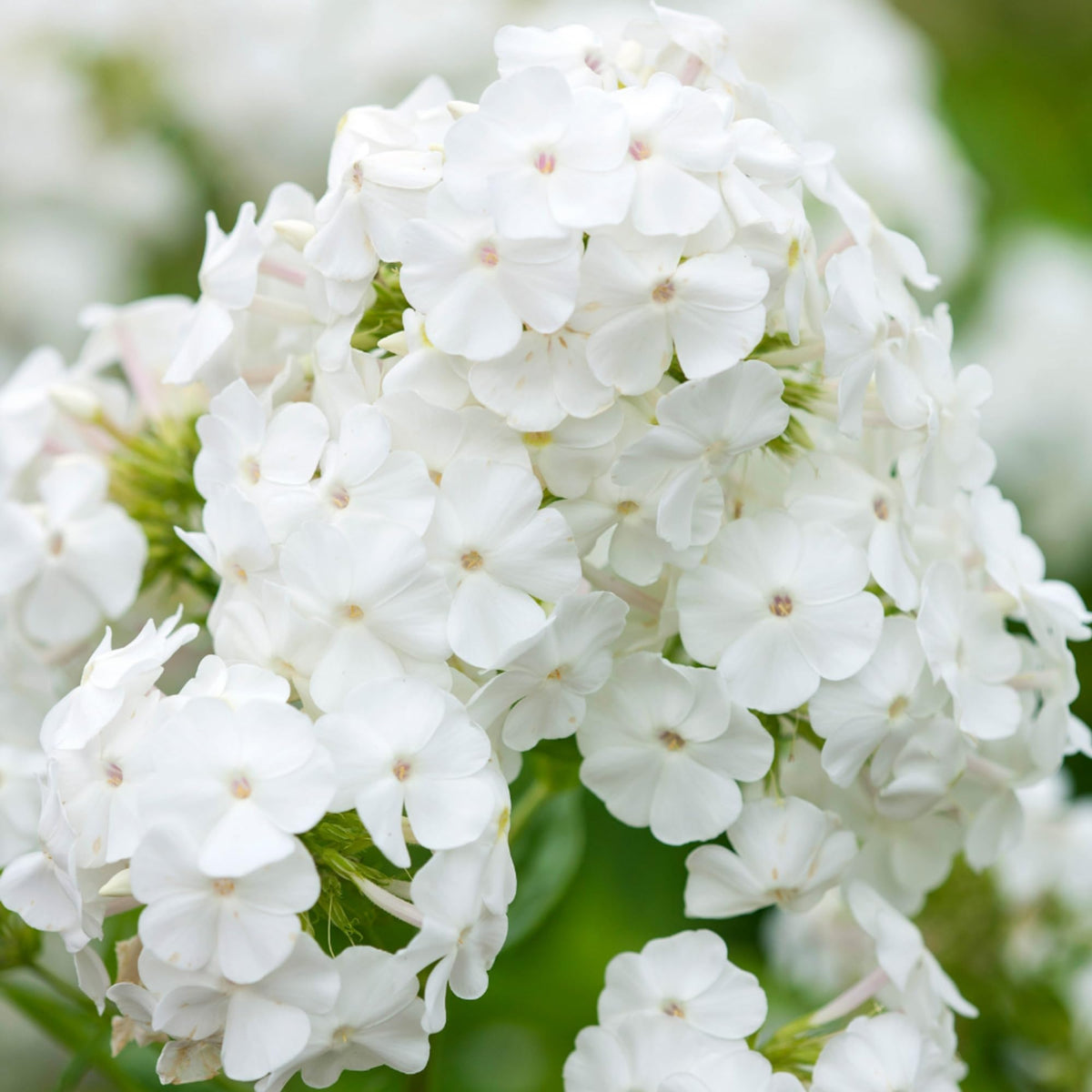 Wivolibe evergreen foliage with flower clusters provides texture throughout summer.