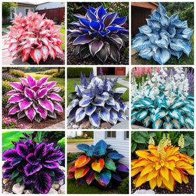 Wivolibe exotic hosta seeds pack showing vibrant foliage potential for year-round color