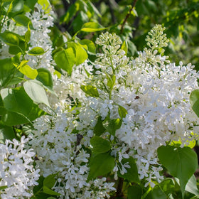 Wivolibe Mixed Lilac bloom close-up showing fragrant blossoms.