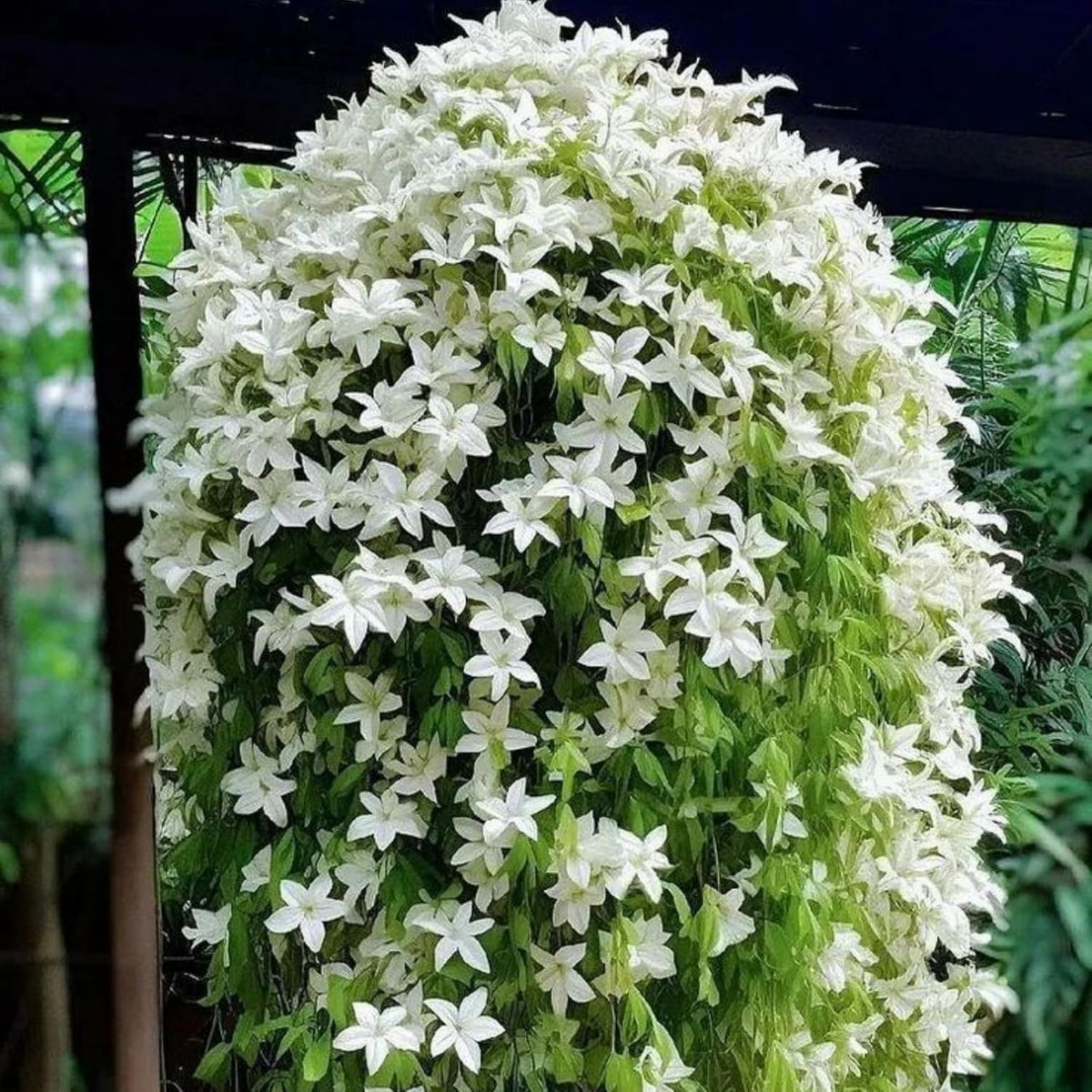Fragrant white blooms from Wivolibe jasmine enhance garden ambiance
