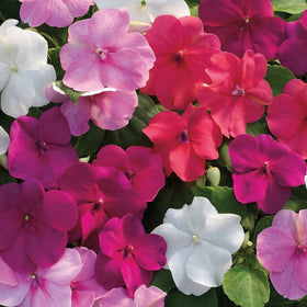 Wivolibe periwinkle thrives in full sun and resists deer.