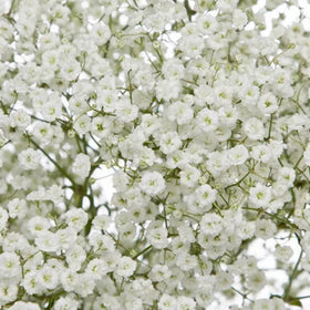Wivolibe garden-bed edges Gypsophila Paniculata for versatile borders