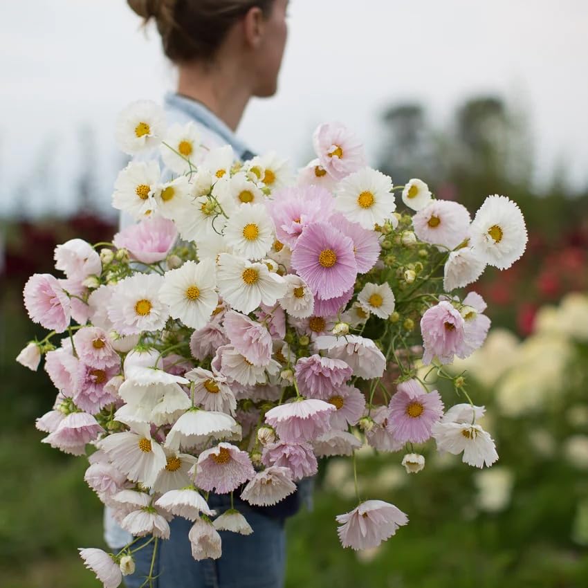 Wivolibe garden cosmos on sunny borders for color and texture