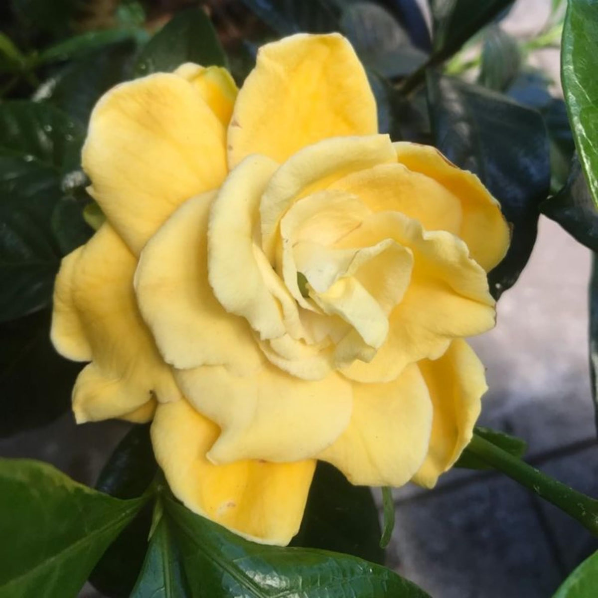 Evergreen leaves of Wivolibe Gardenia Jasminoides provide year-round structure
