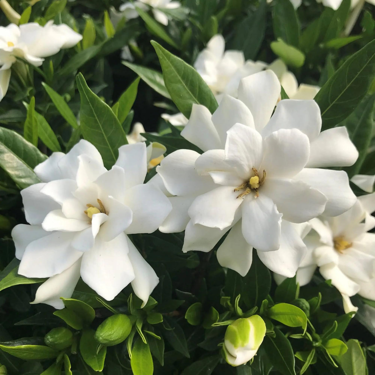Fragrant white flowers of Wivolibe Gardenia Jasminoides ideal for patios and paths