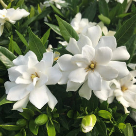Fragrant white flowers of Wivolibe Gardenia Jasminoides ideal for patios and paths