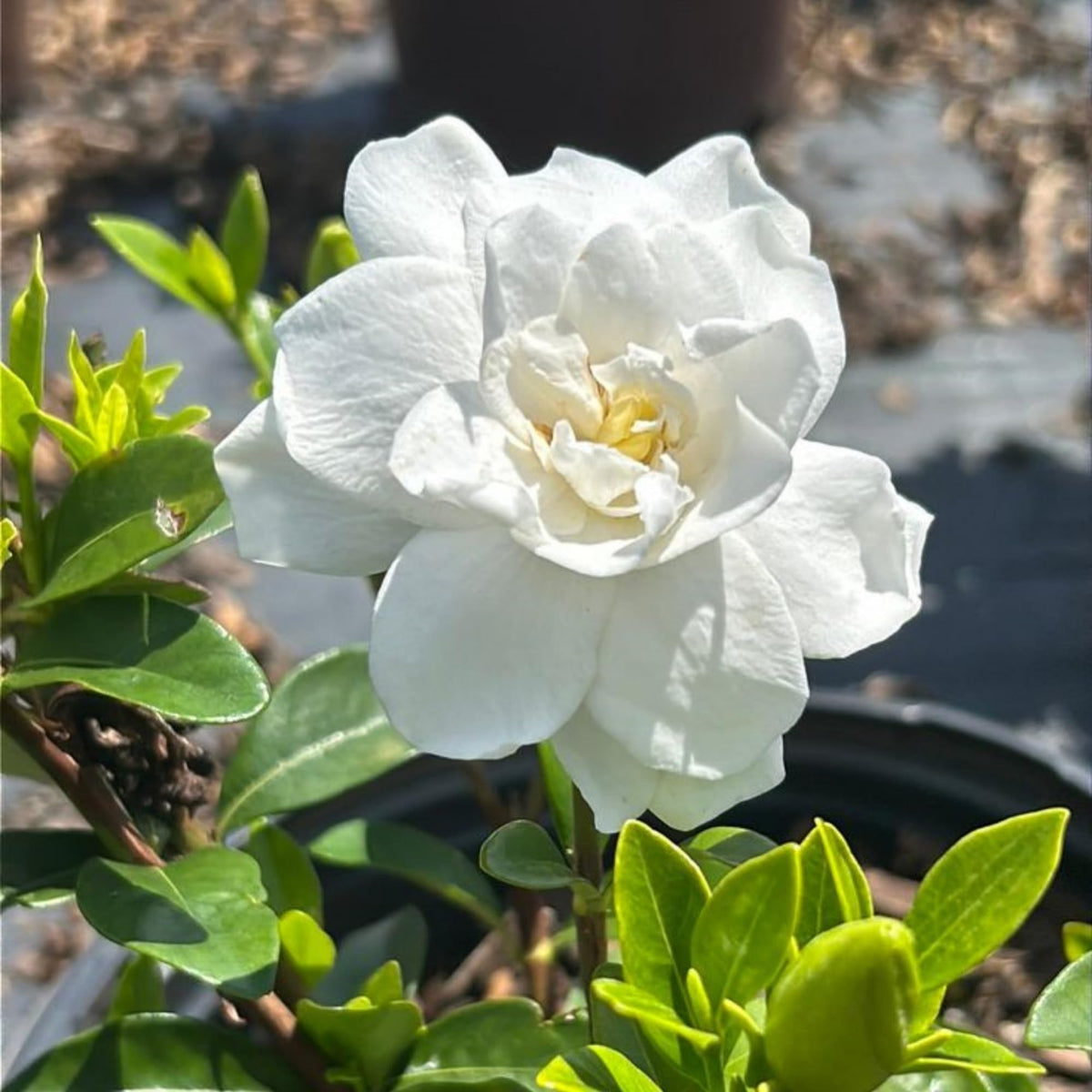 Pond-side planting with Wivolibe Gardenia Jasminoides enhances water margins