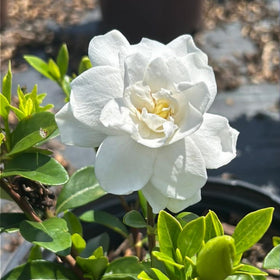 Pond-side planting with Wivolibe Gardenia Jasminoides enhances water margins