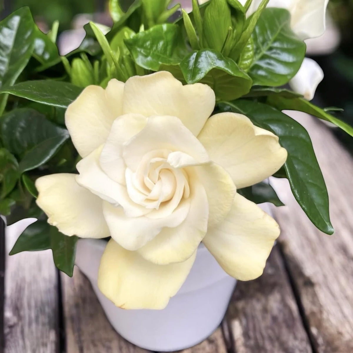 Specimen display using Wivolibe Gardenia Jasminoides for garden drama