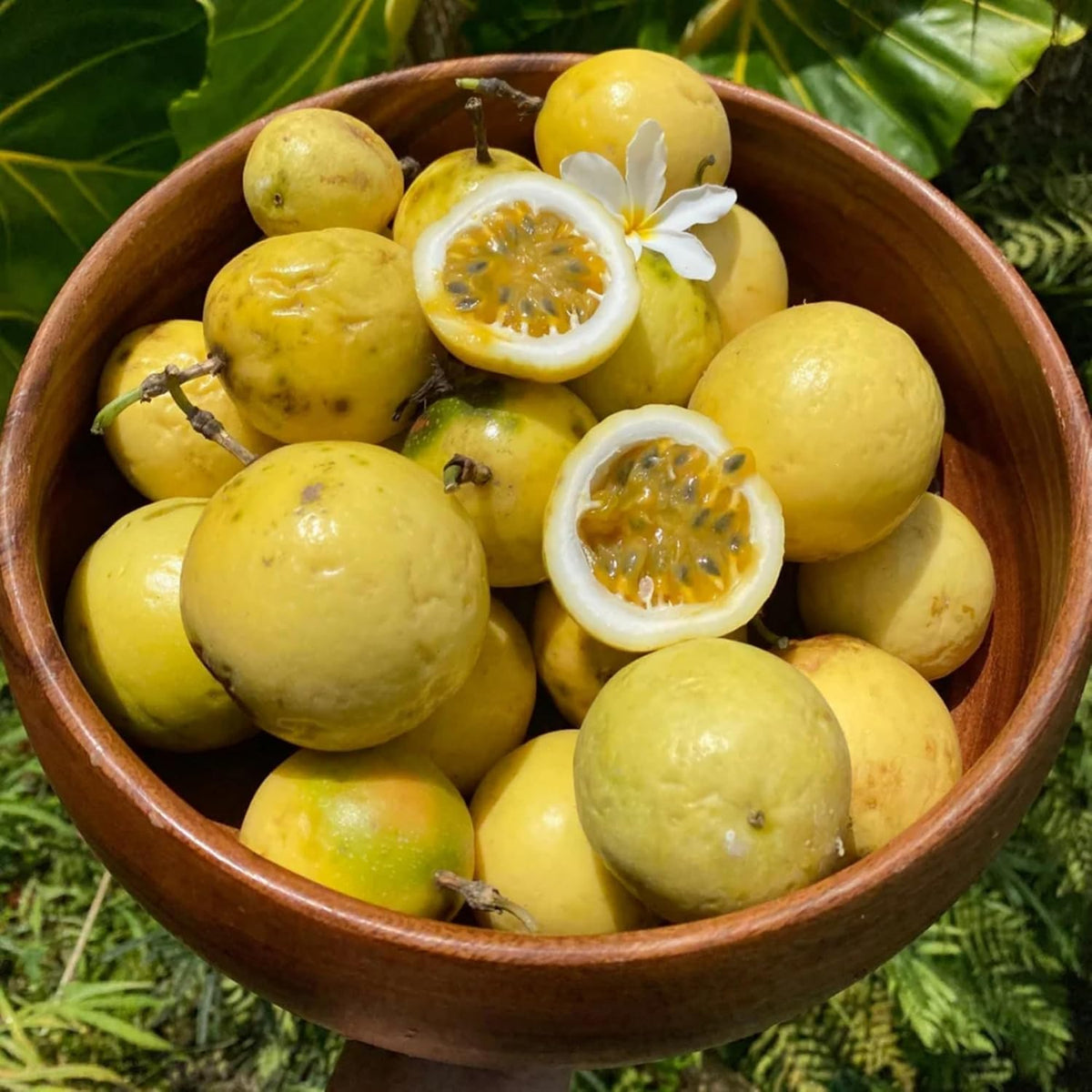 Wivolibe gardening gift idea for fruit-loving hobbyists