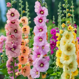 Wivolibe giant mixed hollyhock flowers for tall color in borders.