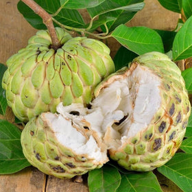 Handful of Wivolibe Giant Soursop seeds, easy to handle for beginners and gardeners.