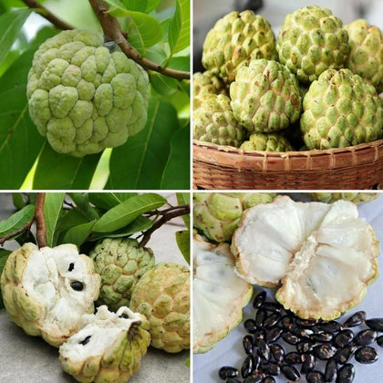Wivolibe Giant Soursop seeds packaging, ready for home cultivation in urban gardens.