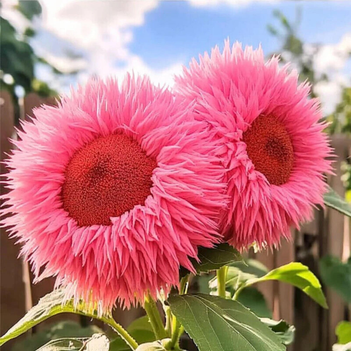 Wivolibe large sunflower head (10-20 inches) for bold, sunny displays