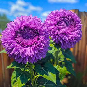 Wivolibe giant Teddy Bear sunflower plant towering height for a dramatic garden focal point