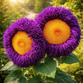 Wivolibe giant teddy bear sunflowers towering plants ideal as bold garden focal points.