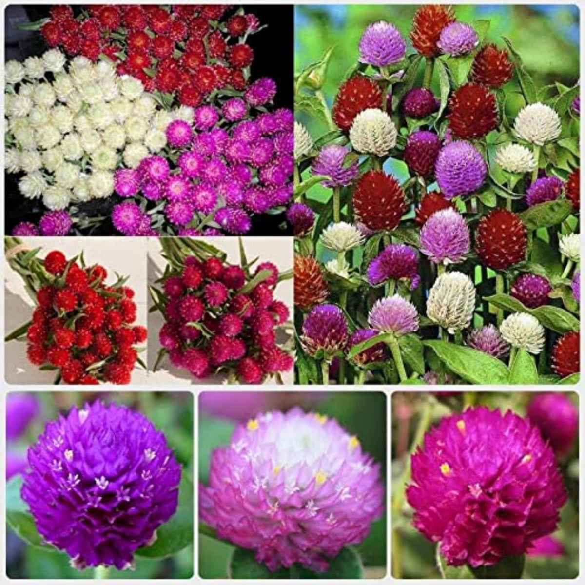 Wivolibe Globe Amaranth bloom close-up with vivid pom-pom flowers for borders