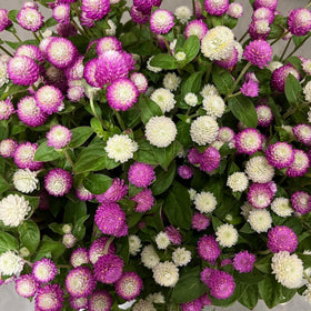 Wivolibe Globe Amaranth border planting provides long-lasting color
