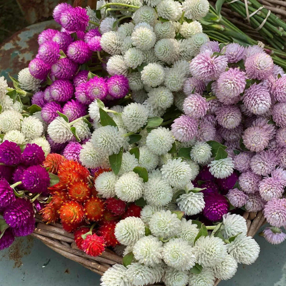 Wivolibe Globe Amaranth seeds in a container garden add color