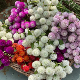 Wivolibe Globe Amaranth seeds in a container garden add color