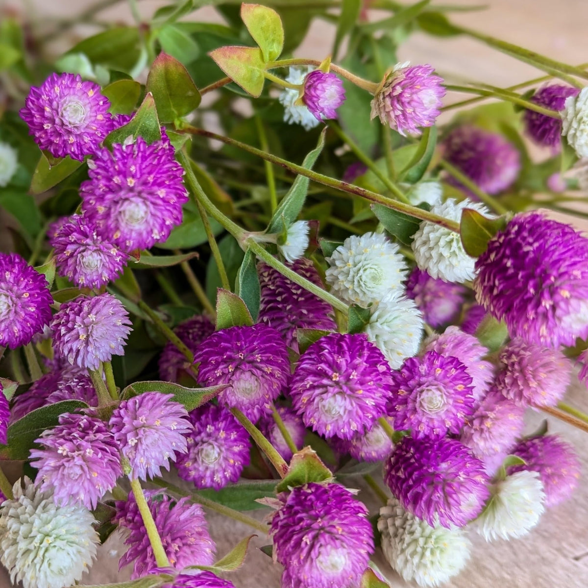 Wivolibe pom-pom amaranth dried bouquets keep color