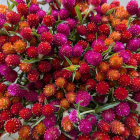 Wivolibe Globe Amaranth attracts bees and butterflies in the garden